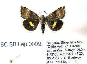  ( - BC_SB_Lep_0009)  @13 [ ] CreativeCommons - Attribution (2010) NMNH, Sofia, Bulgaria Centre for Biodiversity Genomics