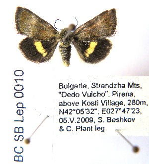  ( - BC_SB_Lep_0010)  @13 [ ] CreativeCommons - Attribution (2010) NMNH, Sofia, Bulgaria Centre for Biodiversity Genomics