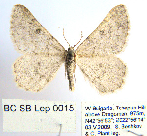  ( - BC_SB_Lep_0015)  @14 [ ] CreativeCommons - Attribution (2010) NMNH, Sofia, Bulgaria Centre for Biodiversity Genomics