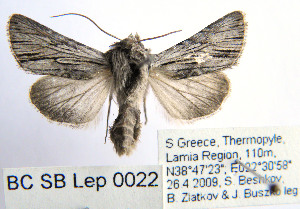  ( - BC_SB_Lep_0022)  @14 [ ] CreativeCommons - Attribution (2010) NMNH, Sofia, Bulgaria Centre for Biodiversity Genomics