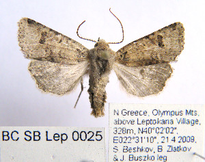  (Spudaea pontica - BC_SB_Lep_0025)  @14 [ ] CreativeCommons - Attribution (2010) NMNH, Sofia, Bulgaria Centre for Biodiversity Genomics