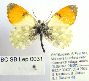  (Anthocharis gruneri macedonica - BC_SB_Lep_0031)  @14 [ ] CreativeCommons - Attribution (2010) NMNH, Sofia, Bulgaria Centre for Biodiversity Genomics