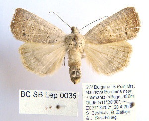  (Exophyla rectangularis - BC_SB_Lep_0035)  @14 [ ] CreativeCommons - Attribution (2010) NMNH, Sofia, Bulgaria Centre for Biodiversity Genomics