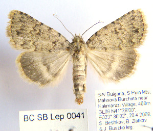  (Autophila ligaminosa - BC_SB_Lep_0041)  @15 [ ] CreativeCommons - Attribution (2010) NMNH, Sofia, Bulgaria Centre for Biodiversity Genomics