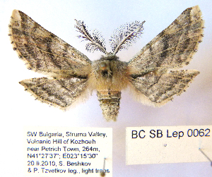  (Apochima flabellaria - BC_SB_Lep_0062)  @15 [ ] CreativeCommons - Attribution (2010) NMNH, Sofia, Bulgaria Centre for Biodiversity Genomics