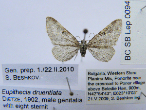  ( - BC_SB_Lep_0094)  @13 [ ] CreativeCommons - Attribution (2010) NMNH, Sofia, Bulgaria Centre for Biodiversity Genomics