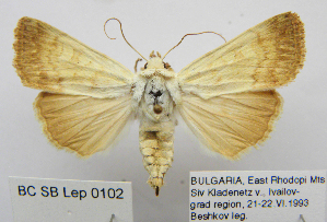  (Dichagyris flavina pretiosa - BC_SB_Lep_0102)  @14 [ ] CreativeCommons - Attribution (2010) NMNH, Sofia, Bulgaria Centre for Biodiversity Genomics