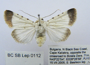  (Dichagyris melanura albida - BC_SB_Lep_0112)  @14 [ ] CreativeCommons - Attribution (2010) NMNH, Sofia, Bulgaria Centre for Biodiversity Genomics