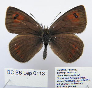  ( - BC_SB_Lep_0113)  @11 [ ] CreativeCommons - Attribution (2010) NMNH, Sofia, Bulgaria Centre for Biodiversity Genomics