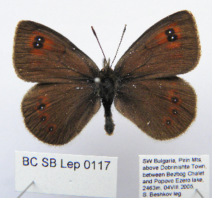  ( - BC_SB_Lep_0117)  @13 [ ] CreativeCommons - Attribution (2010) NMNH, Sofia, Bulgaria Centre for Biodiversity Genomics
