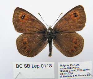  ( - BC_SB_Lep_0118)  @13 [ ] CreativeCommons - Attribution (2010) NMNH, Sofia, Bulgaria Centre for Biodiversity Genomics