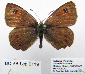 (Erebia cassioides - BC_SB_Lep_0119)  @13 [ ] CreativeCommons - Attribution (2010) NMNH, Sofia, Bulgaria Centre for Biodiversity Genomics