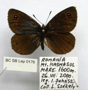  (Erebia melas carpathicola - BC_SB_Lep_0176)  @13 [ ] CreativeCommons - Attribution (2010) NMNH, Sofia, Bulgaria Centre for Biodiversity Genomics