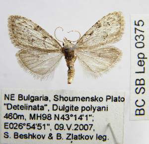  ( - BC_SB_Lep_0375)  @13 [ ] CreativeCommons - Attribution (2010) NMNH, Sofia, Bulgaria Centre for Biodiversity Genomics