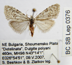  ( - BC_SB_Lep_0376)  @13 [ ] CreativeCommons - Attribution (2010) NMNH, Sofia, Bulgaria Centre for Biodiversity Genomics