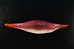  (Phenacovolva rosea - NMSC_0075)  @11 [ ] Copyright  Steve Smith National Marine Science Centre