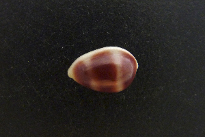  ( - NMSC_0088)  @12 [ ] Copyright  Steve Smith National Marine Science Centre