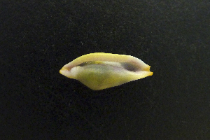  ( - NMSC_0089)  @11 [ ] Copyright  Steve Smith National Marine Science Centre