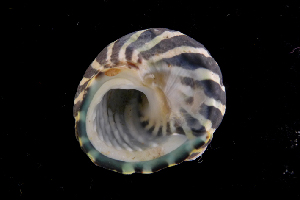  (Austrocochlea porcata - NMSC_0009)  @13 [ ] Copyright  Steve Smith National Marine Science Centre