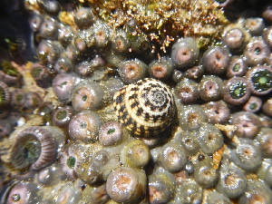  ( - NMSC_0024)  @11 [ ] Copyright  Steve Smith National Marine Science Centre