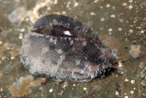  (Erronea xanthodon - NMSC_0065)  @13 [ ] Copyright  Steve Smith National Marine Science Centre
