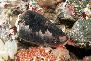  (Conus papilliferus - NMSC_0070)  @11 [ ] Copyright  Steve Smith National Marine Science Centre