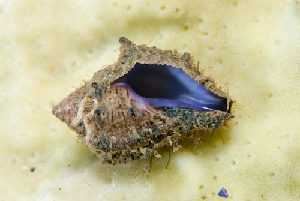  (Morula spinosa - NMSC_0072)  @13 [ ] Copyright  Steve Smith National Marine Science Centre