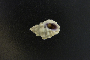  (Oppomorus purpureocinctus - NMSC_0107)  @11 [ ] Copyright  Steve Smith National Marine Science Centre