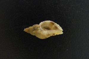  (Phyllocoma speciosa - NMSC_0110)  @13 [ ] Copyright  Steve Smith National Marine Science Centre