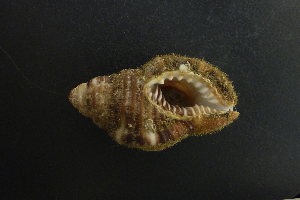  (Cymatium occidentale - NMSC_0119)  @13 [ ] Copyright  Steve Smith National Marine Science Centre