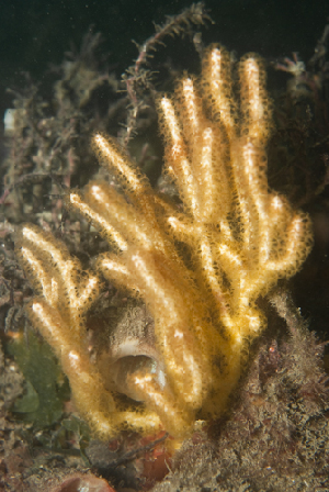  (Euplexaura sp. 1 - NMSC_0133)  @11 [ ] Copyright  Steve Smith National Marine Science Centre