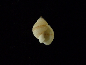  (Nassarius albescens - NMSC_0141)  @11 [ ] Copyright  Steve Smith National Marine Science Centre