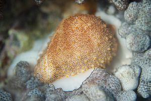  ( - NMSC_0156)  @11 [ ] Copyright  Steve Smith National Marine Science Centre