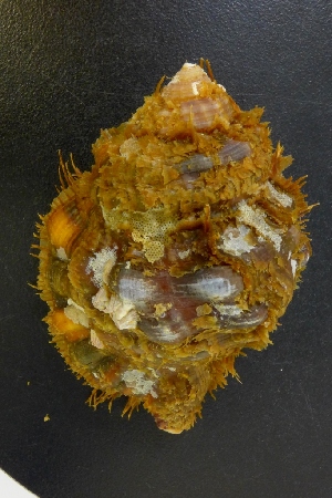  (Cymatium parthenopeum - NMSC_0263)  @11 [ ] Copyright  Steve Smith National Marine Science Centre