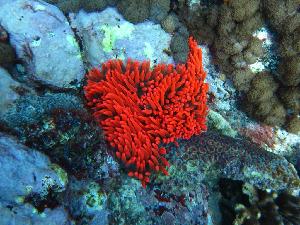  (Entacmaea quadricolor - SCU_0015)  @14 [ ] Copyright  Steve Smith National Marine Science Centre