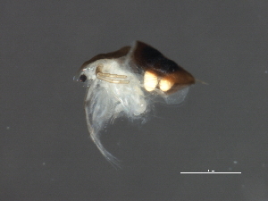  ( - HLC-26395)  @11 [ ] CreativeCommons - Attribution (2008) CBG Photography Group Centre for Biodiversity Genomics