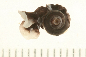  ( - HLC-26499)  @11 [ ] CreativeCommons - Attribution (2008) CBG Photography Group Centre for Biodiversity Genomics