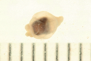  ( - HLC-30191)  @12 [ ] CreativeCommons - Attribution (2008) CBG Photography Group Centre for Biodiversity Genomics