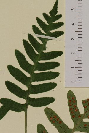 (Polypodium - AJK_0092)  @13 [ ] CreativeCommons - Attribution Non-Commercial Share-Alike (2012) Unspecified Tromso University Museum