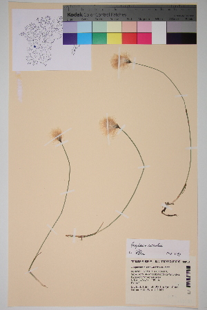  ( - TROM-V-100131)  @11 [ ] CreativeCommons - Attribution Non-Commercial Share-Alike (2013) Unspecified Tromso University Museum