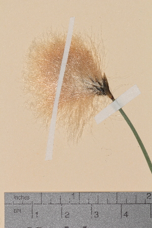  ( - TROM-V-100131)  @11 [ ] CreativeCommons - Attribution Non-Commercial Share-Alike (2013) Unspecified Tromso University Museum