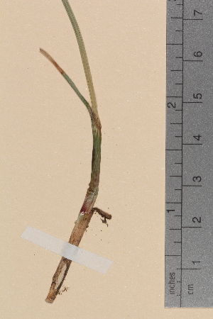  ( - TROM-V-100131)  @11 [ ] CreativeCommons - Attribution Non-Commercial Share-Alike (2013) Unspecified Tromso University Museum