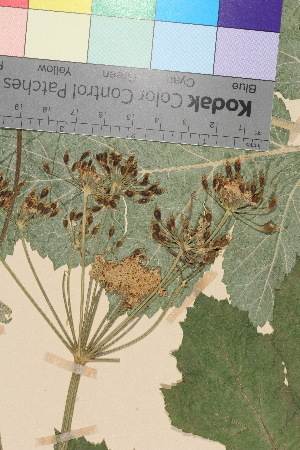  (Heracleum sphondylium sphondylium - TROM_V_114793_sg)  @11 [ ] CreativeCommons - Attribution Non-Commercial Share-Alike (2014) Unspecified Tromso University Museum
