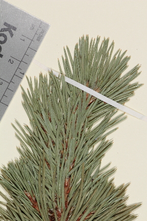  (Pinus sylvestris sylvestris - TROM_V_960111_sg)  @11 [ ] CreativeCommons - Attribution Non-Commercial Share-Alike (2014) Unspecified Tromso University Museum