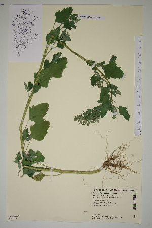  (Chenopodium suecicum - SEL_0517)  @11 [ ] CreativeCommons - Attribution Non-Commercial Share-Alike (2012) Unspecified Tromso University Museum