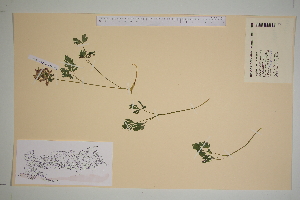  ( - SEL_0575)  @11 [ ] CreativeCommons - Attribution Non-Commercial Share-Alike (2012) Unspecified Tromso University Museum