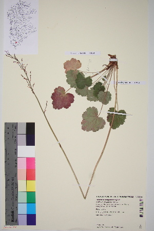  (Heuchera sanguinea - TROM_V_966161_sg)  @11 [ ] CreativeCommons - Attribution Non-Commercial Share-Alike (2015) Unspecified Tromso University Museum