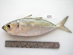  (Selar crumenophthalmus - NPPF1153)  @14 [ ] Copyright (2010) H. Asgharian Unspecified