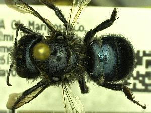  (Osmia grinnelli - YOSE180813)  @13 [ ] Unspecified (default): All Rights Reserved  Unspecified Unspecified