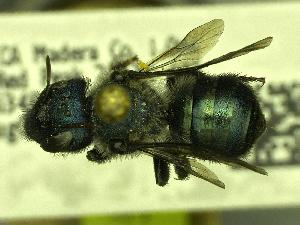  (Osmia sp_Y4 - YOSE199162)  @13 [ ] Unspecified (default): All Rights Reserved  Unspecified Unspecified